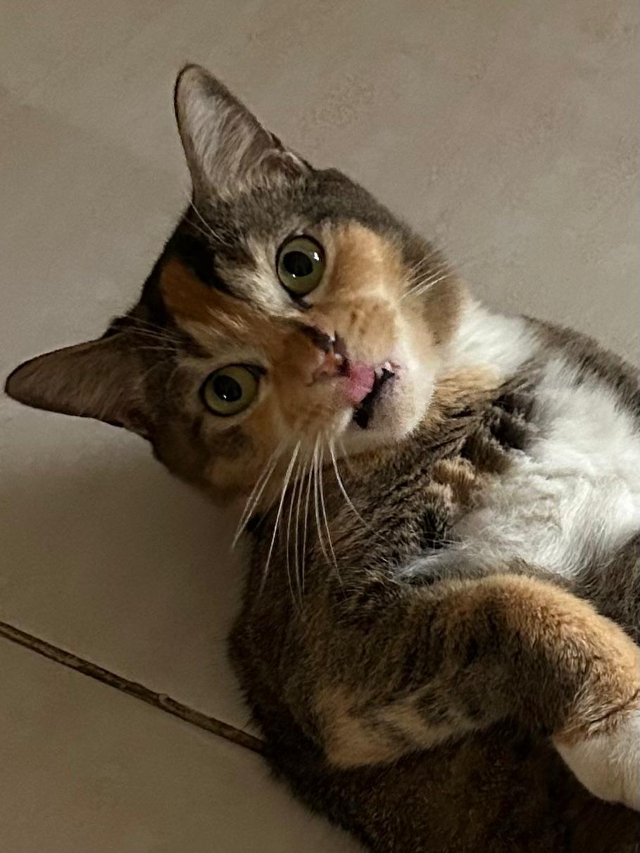 Kopi